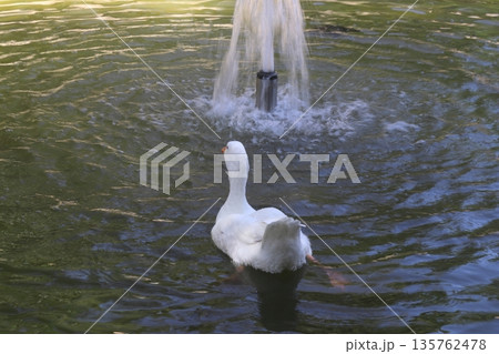 White goose swimming towards a water fountain in a park pond 135762478