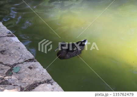 Duck swimming in a green pond at a public park 135762479