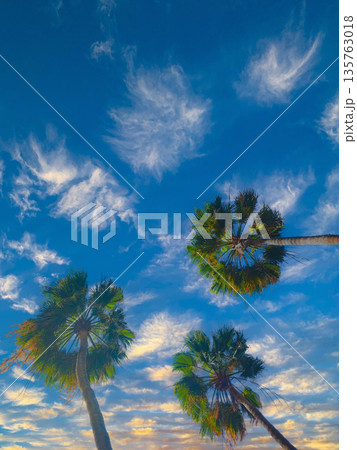 Palm Trees From Below Against Blue Sky With Airplane Contrail 135763018