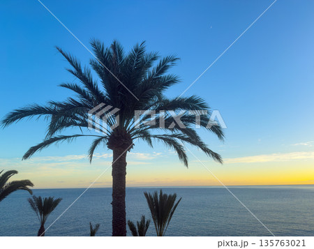 Sunset Over Ocean With Palm Tree Silhouettes and Sunburst 135763021