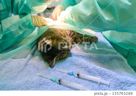 Cat Under Veterinary Surgery Drapes Being Prepared for Anesthesia in Operating Room 135763289