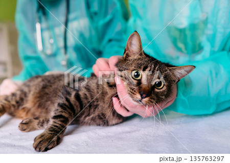 Cat At Veterinary Checkup Being Held Gently By Vet In Teal Scrubs For Examination Cat At Veterinary Checkup Being Held Gently By Vet In Teal Scrubs For Examination 135763297
