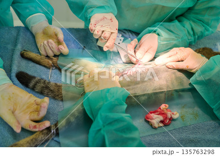 Veterinary Surgery Team Performing An Animal Operation In A Clinic With Gloves and Sutures 135763298