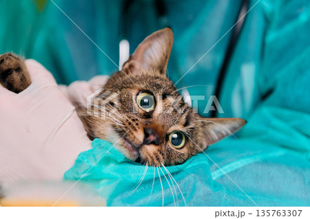 Cat Patient at Veterinary Clinic Lying Calm on Teal Surgical Drapes with Veterinarian Cat Patient at Veterinary Clinic Lying Calm on Teal Surgical Drapes with Veterinarian 135763307