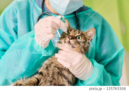 Veterinary Vet Gives Eye Drop Treatment To Curious Cat In Green Medical Gown Veterinary Vet Gives Eye Drop Treatment To Curious Cat In Green Medical Gown 135763308
