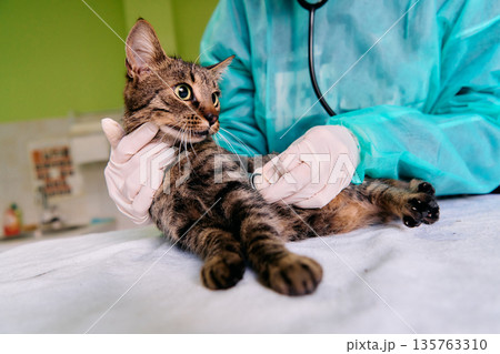 Cat Veterinary Checkup: Vet In Protective Gear Checks Health With Stethoscope During Pet Clinic Visit 135763310