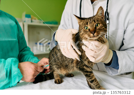 Veterinary Visit: Cat Receiving Care as Doctor Administers Shot with Gloved Hands Veterinary Visit: Cat Receiving Care as Doctor Administers Shot with Gloved Hands 135763312