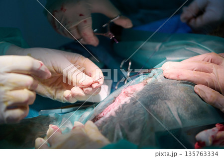 Surgeons Perform Operation Suturing Wound In Open Surgery Scene 135763334