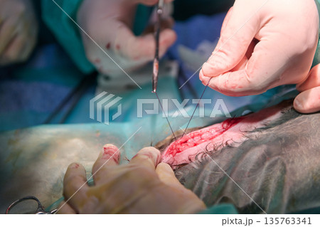 Surgeons Perform Surgical Stitching With Needle And Thread In Operating Room 135763341