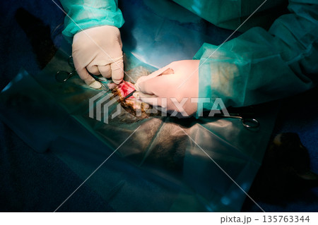 Surgeons Perform Delicate Operation Under Bright Lights With Sterile Tools And Protective Gowns Surgeons Perform Delicate Operation Under Bright Lights With Sterile Tools And Protective Gowns 135763344