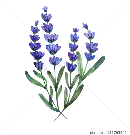 Delicate watercolor illustration of three purple lavender sprigs with green leaves. This hand-painted botanical element features soft textures and realistic detail, ideal for wellness and garden Delicate watercolor illustration of three purple lavender sprigs with green leaves. This hand-painted botanical element features soft textures and realistic detail, ideal for wellness and garden 135763842