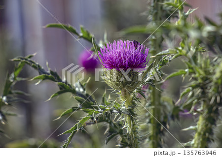 Silybum marianum, also known as a Holy Thistle in full splendor. This species is an annual or biennial plant of Asteraceae family. This fairly typical thistle has red to purple flowers. 135763946