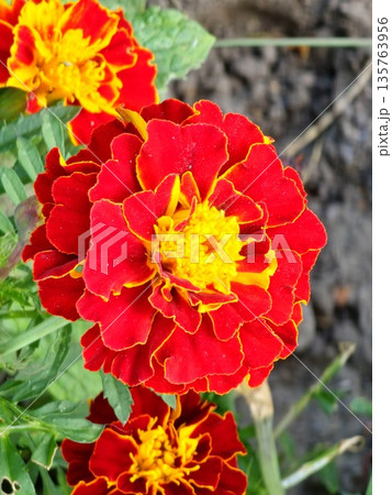 Close-up Marigolds in full bloom brighten the landscape, their bold petals reflecting the warmth and joy of the summer season. Close-up Marigolds in full bloom brighten the landscape, their bold petals reflecting the warmth and joy of the summer season. 135763956