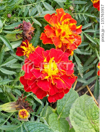 Close-up Marigolds in full bloom brighten landscape, their bold petals reflecting the warmth and joy of the summer season. 135763957