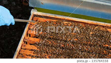 Practicing Sustainable Beekeeping Through Diligent Hive Inspection And Honey Collection Management 135764338