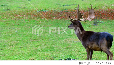 Graceful Stag With Impressive Antlers Standing, Wildlife Scene Capturing Solitary Deer In Meadow At Dawn Graceful Stag With Impressive Antlers Standing, Wildlife Scene Capturing Solitary Deer In Meadow At Dawn 135764355