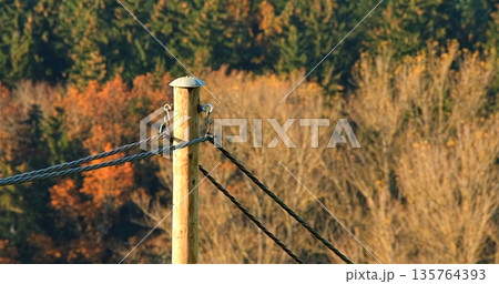 Aged Power Line Structure Set Amidst Golden Foliage And Gentle Late Afternoon Illumination Aged Power Line Structure Set Amidst Golden Foliage And Gentle Late Afternoon Illumination 135764393