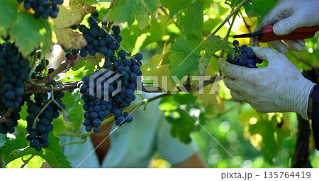 Closeup Of Precise Pruning By Experienced Vintner Among Sunlit Leafy Canopy Of Ripening Grapes Closeup Of Precise Pruning By Experienced Vintner Among Sunlit Leafy Canopy Of Ripening Grapes 135764419