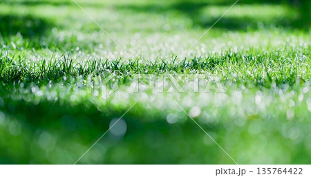 Morning Sunlight Illuminates Dewcovered Grass With Shimmering Droplets And Soft Background Blur Morning Sunlight Illuminates Dewcovered Grass With Shimmering Droplets And Soft Background Blur 135764422