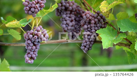 Harvestready Purple Grapes Glistening, Sunlit Vines With Ripe Purple Clusters Awaiting Harvest Harvestready Purple Grapes Glistening, Sunlit Vines With Ripe Purple Clusters Awaiting Harvest 135764426