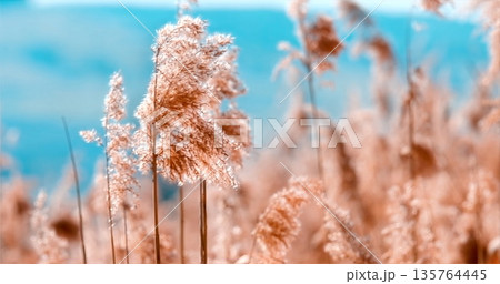 Quiet Coastal Field Basking In Warm Sunlight With Delicate Pastel Colors And Airy Textures Quiet Coastal Field Basking In Warm Sunlight With Delicate Pastel Colors And Airy Textures 135764445