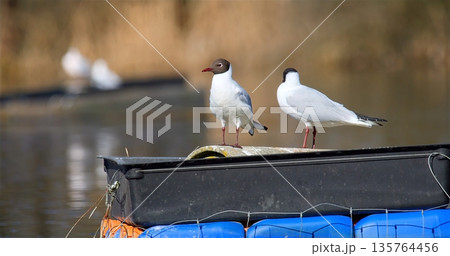 Seagulls Discuss Passionately On Small Vessel, Two Seabirds Engage In Animated Conversation Aboard Tiny Boat 135764456