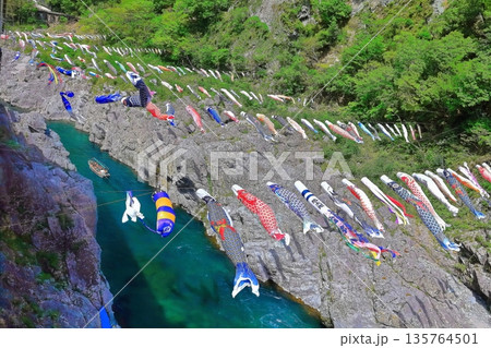 【徳島県】鯉のぼりと新緑の大歩危峡 135764501