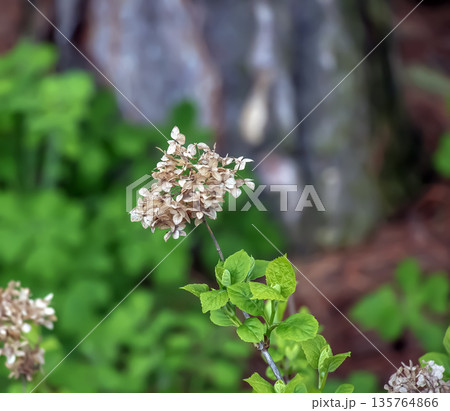 Selective focus of Hydrangea Arborescens flower bushes in the garden. White hydrangea, or smooth hydrangea, is a species of flowering plant in the Hydrangeaceae family. Selective focus of Hydrangea Arborescens flower bushes in the garden. White hydrangea, or smooth hydrangea, is a species of flowering plant in the Hydrangeaceae family. 135764866