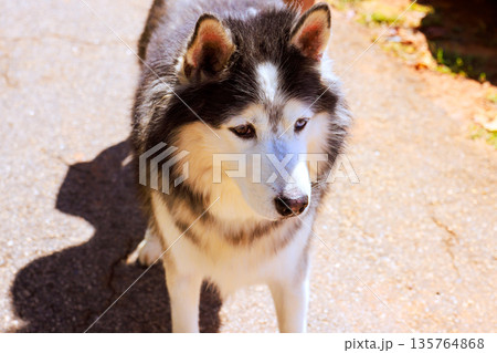Husky moves along sunlit path in yard, surrounded by grass and trees Husky moves along sunlit path in yard, surrounded by grass and trees 135764868