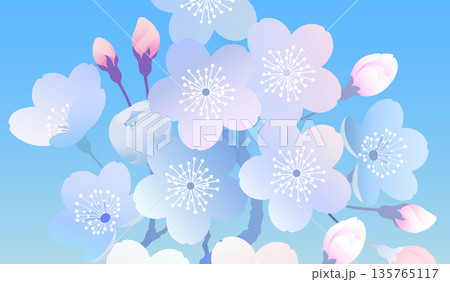 枝に咲く桜の花のイラストセット 枝に咲く桜の花のイラストセット 135765117
