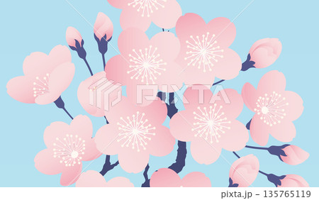 満開の桜の花の背景素材 135765119