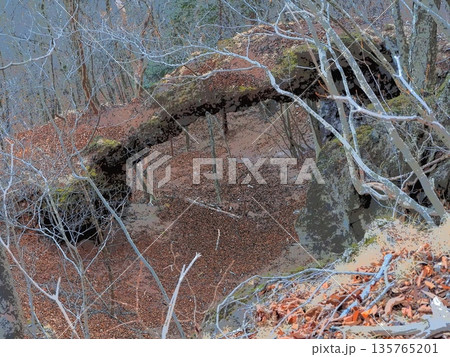 榛名山のさるかけ橋（afr2・20260121071814) 135765201
