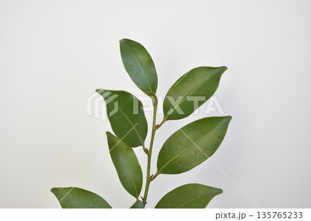 榊 榊 135765233