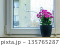 Cozy window view of the city. Blooming houseplant in a pot against raindrops on the glass. Atmosphere of spring, home comfort, and freshness 135765287