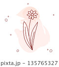 Elegant botanical line art illustration of a flower. Dark red outline against a soft watercolor splash. Perfect for eco-branding, packaging design, and autumn decor 135765327