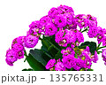 Close-up of pink Kalanchoe blossoms (Kalanchoe blossfeldiana). Bright spring flower with green leaves, perfect for greeting card design, florist advertising, and interior decor 135765331