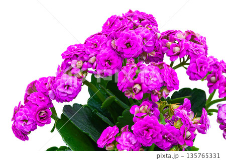 Close-up of pink Kalanchoe blossoms (Kalanchoe blossfeldiana). Bright spring flower with green leaves, perfect for greeting card design, florist advertising, and interior decor 135765331