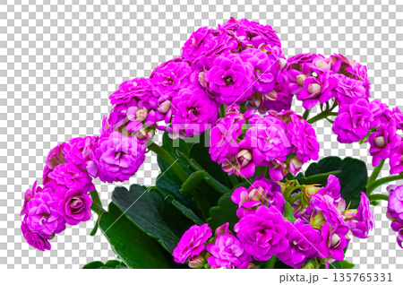 Close-up of pink Kalanchoe blossoms (Kalanchoe blossfeldiana). Bright spring flower with green leaves, perfect for greeting card design, florist advertising, and interior decor Close-up of pink Kalanchoe blossoms (Kalanchoe blossfeldiana). Bright spring flower with green leaves, perfect for greeting card design, florist advertising, and interior decor 135765331