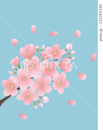 満開の桜の花の背景素材 満開の桜の花の背景素材 135765336
