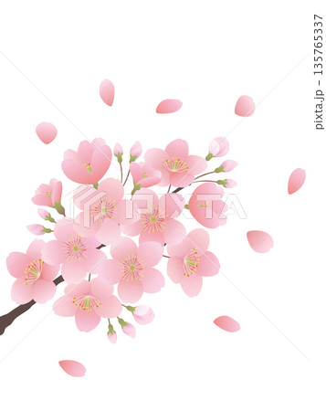 枝に咲く桜の花のイラストセット 135765337
