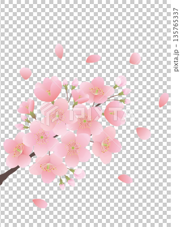 Illustration set of cherry blossoms blooming on a branch 135765337