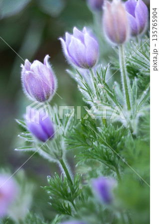 Delicate Purple Flowers in Soft Focus Delicate Purple Flowers in Soft Focus 135765904