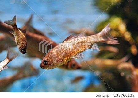 フナ フナ 135766135