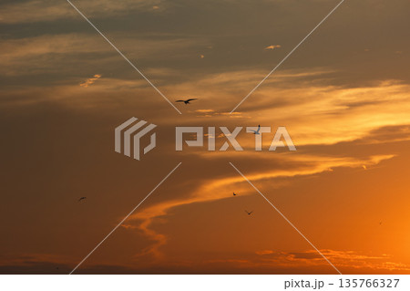Soft golden sunset clouds over Vlora, Albania on August 2025, with a lone bird gliding across the sky in a peaceful minimalistic scene. 135766327