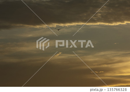 Soft golden sunset clouds over Vlora, Albania on August 2025, with a lone bird gliding across the sky in a peaceful minimalistic scene. Soft golden sunset clouds over Vlora, Albania on August 2025, with a lone bird gliding across the sky in a peaceful minimalistic scene. 135766328