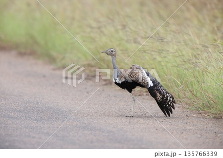 クロハラチュウノガン 135766339