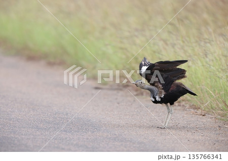 クロハラチュウノガン 135766341