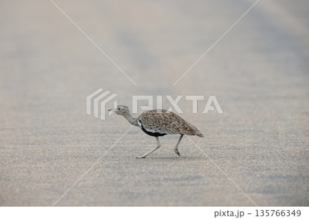 クロハラチュウノガン 135766349