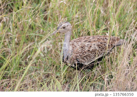 クロハラチュウノガン 135766350