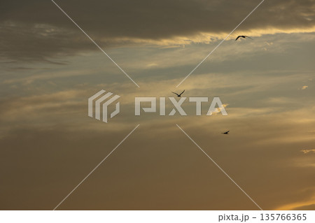 Soft golden sunset clouds over Vlora, Albania on August 2025, with a lone bird gliding across the sky in a peaceful minimalistic scene. 135766365